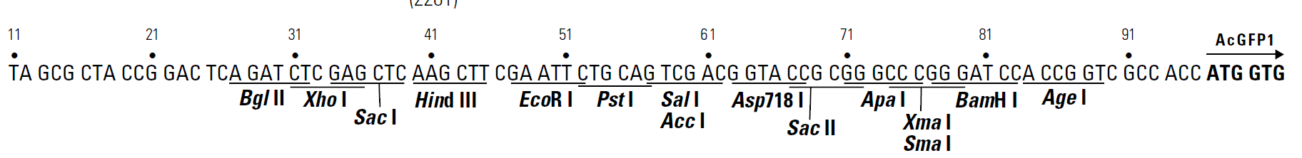 pAcGFP1-1 多克隆位点