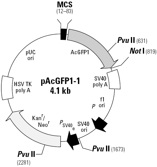 pAcGFP1-1载体图谱
