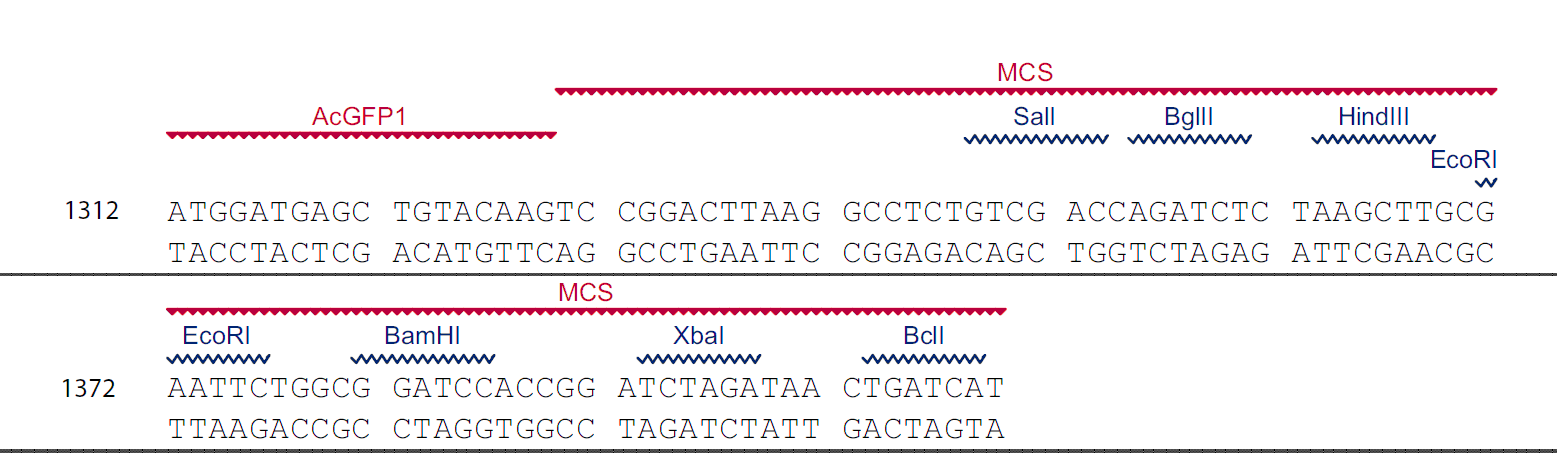 pAcGFP1-C 多克隆位点