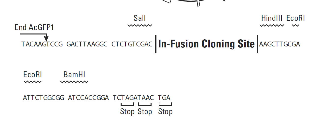 pAcGFP1-C In-Fusion Ready 多克隆位点