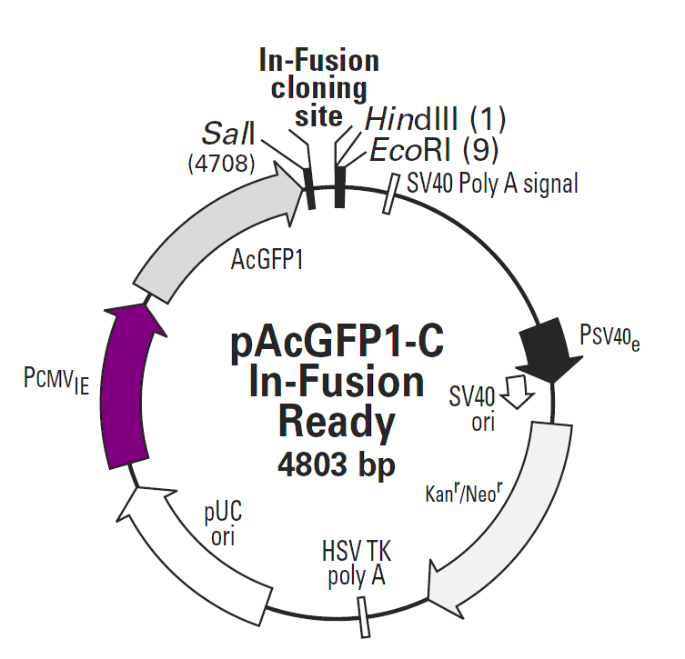 pAcGFP1-C In-Fusion Ready载体图谱