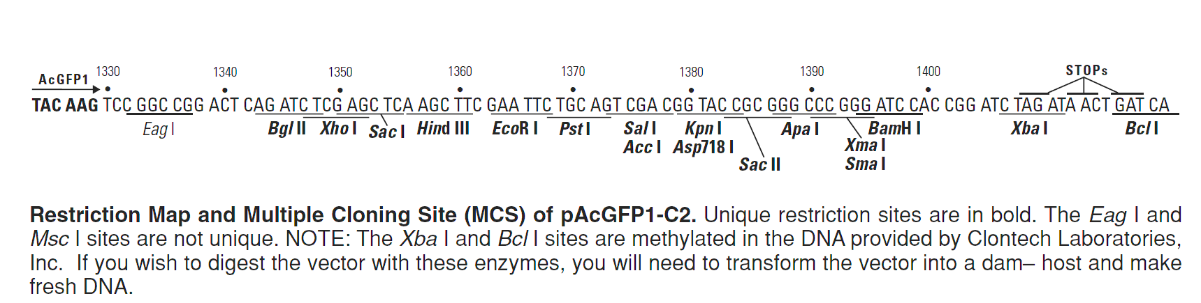 pAcGFP1-C2 多克隆位点