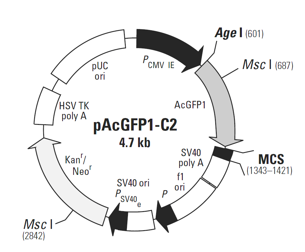pAcGFP1-C2载体图谱