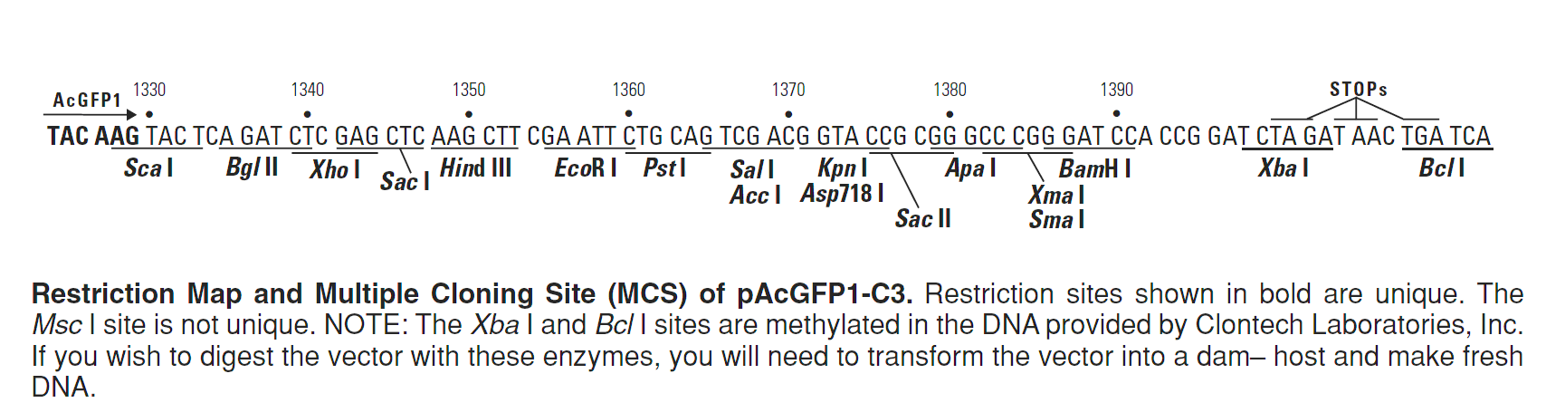 pAcGFP1-C3 多克隆位点