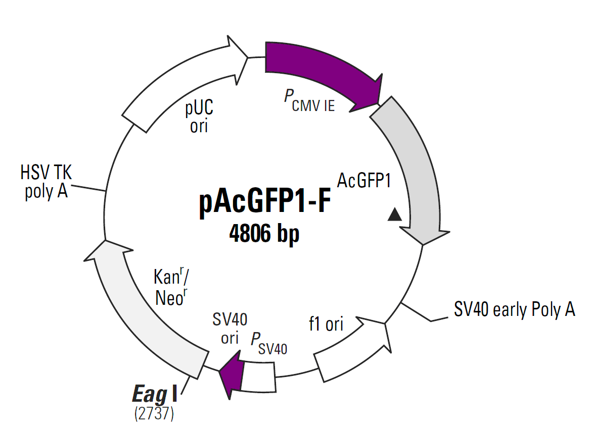 pAcGFP1-F载体图谱
