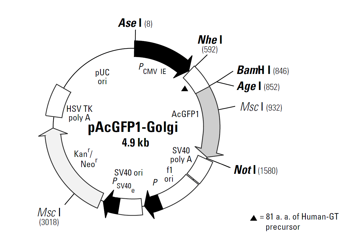 pAcGFP1-Golgi載體圖譜