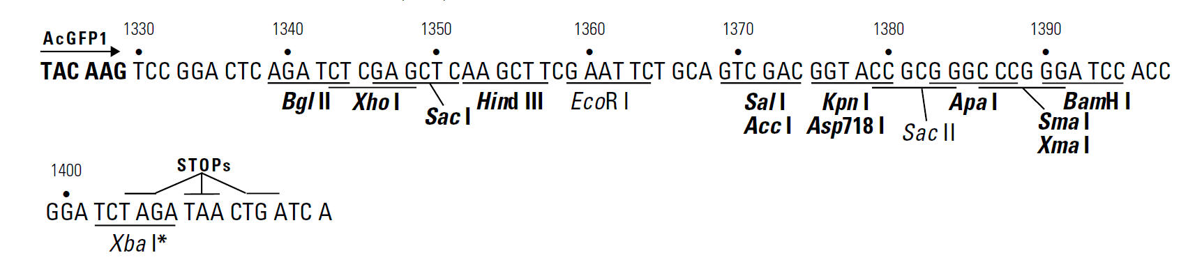 pAcGFP1-Hyg-C1 多克隆位点