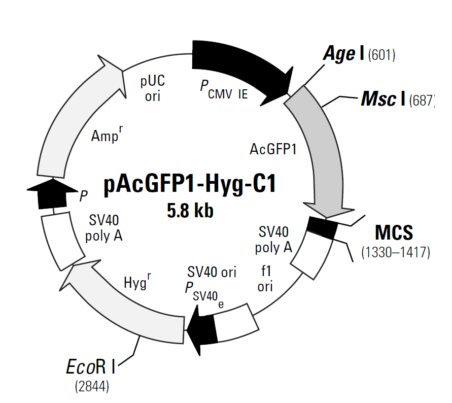 pAcGFP1-Hyg-C1载体图谱