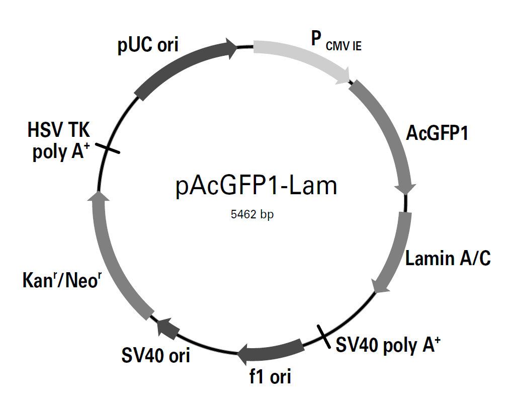 pAcGFP1-Lam载体图谱