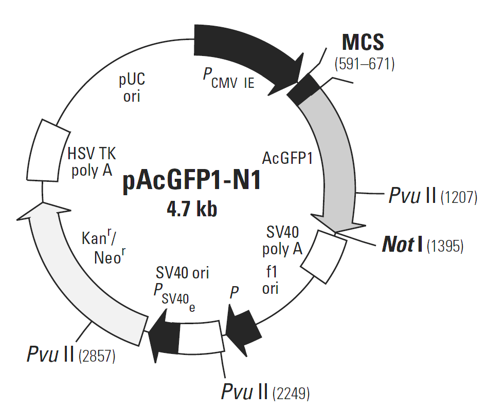 pAcGFP1-N1载体图谱