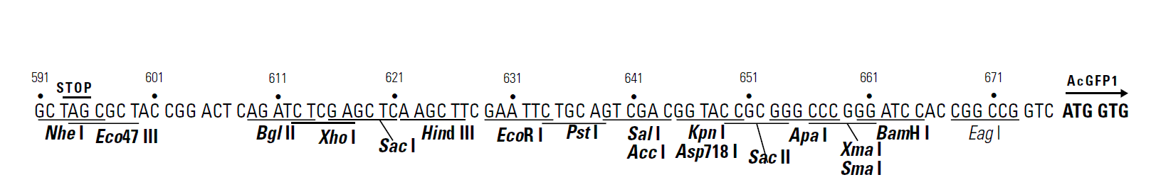 pAcGFP1-N2 多克隆位點