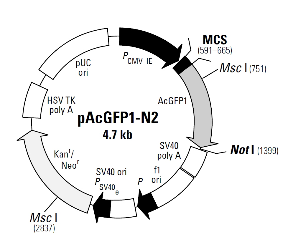 pAcGFP1-N2載體圖譜