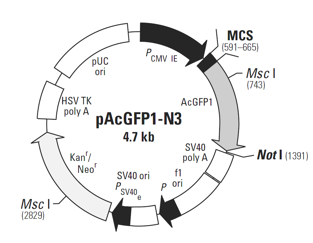 pAcGFP1-N3载体图谱