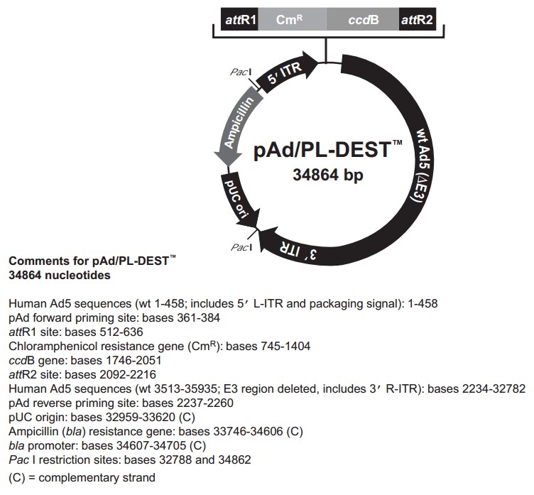 pAd-PL-DEST载体图谱