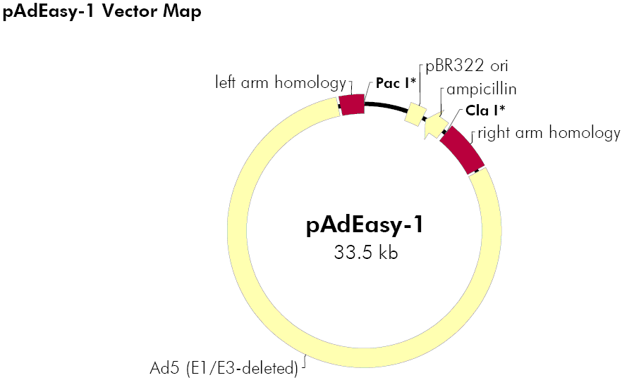 pAdEasy-1载体图谱