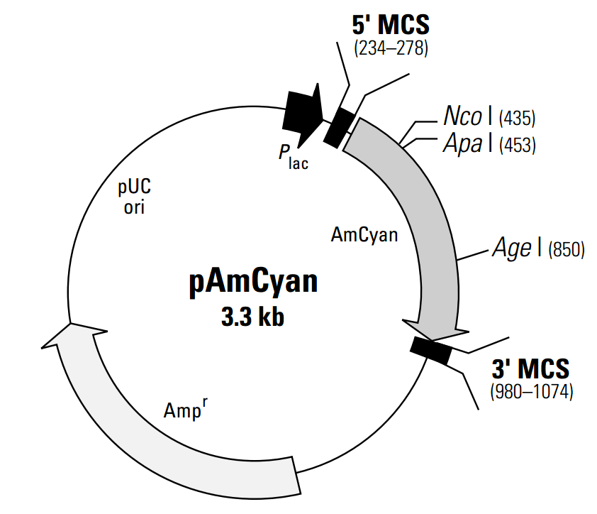 pAmCyan 载体图谱