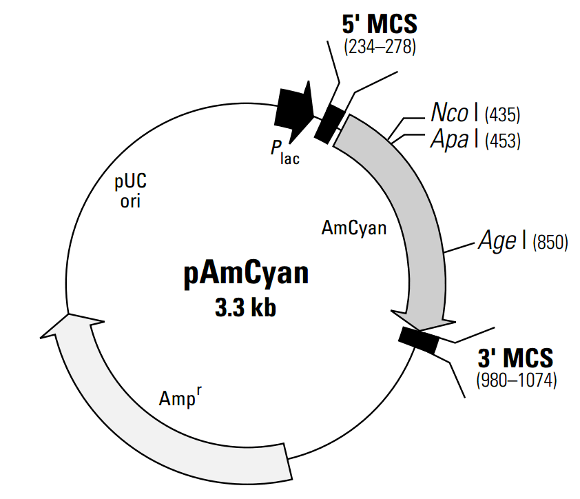 pAmCyan 載體圖譜