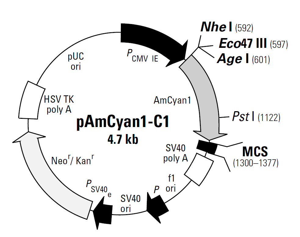 pAmCyan1-C1载体图谱