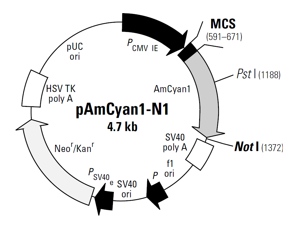 pAmCyan1-N1载体图谱