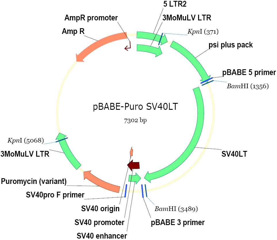 pBABE-Puro SV40LT载体图谱