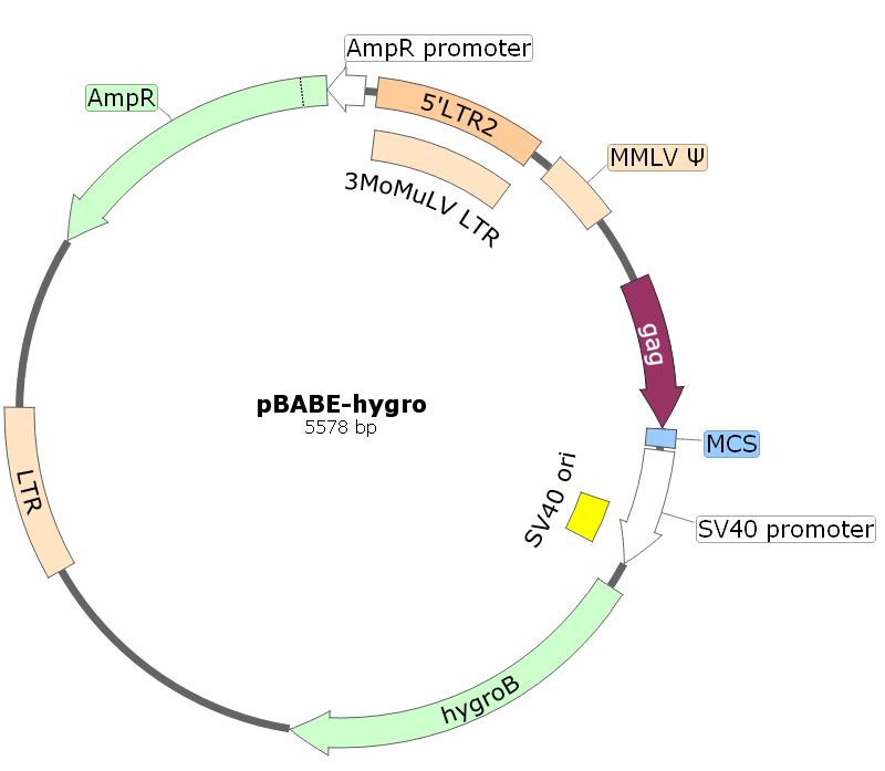 pBABE-hygro载体图谱