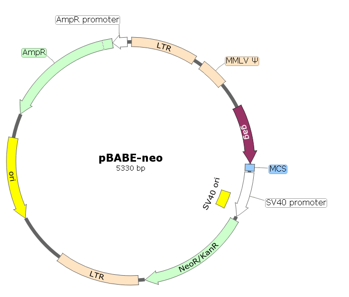 pBABE-neo载体图谱