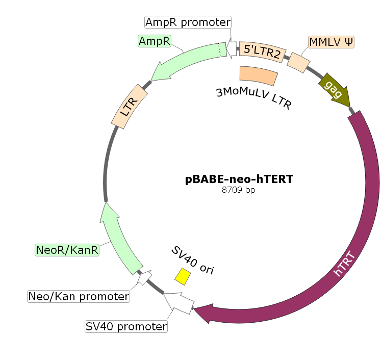 pBABE-neo-hTERT载体图谱