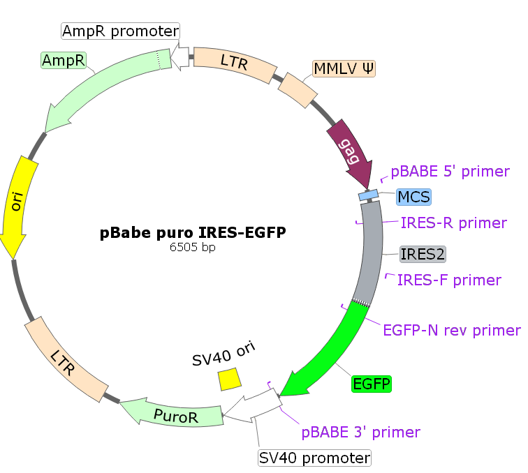 pBABE-puro-IRES-EGFP载体图谱