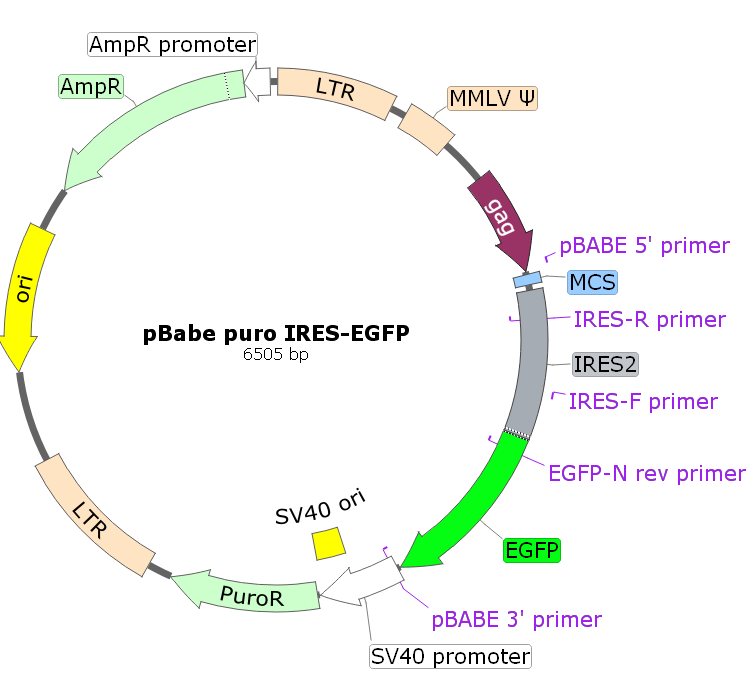 pBABE-puro-IRES-EGFP載體圖譜