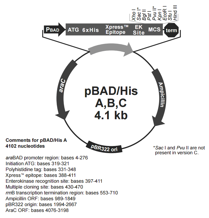 pBAD-His 载体图谱