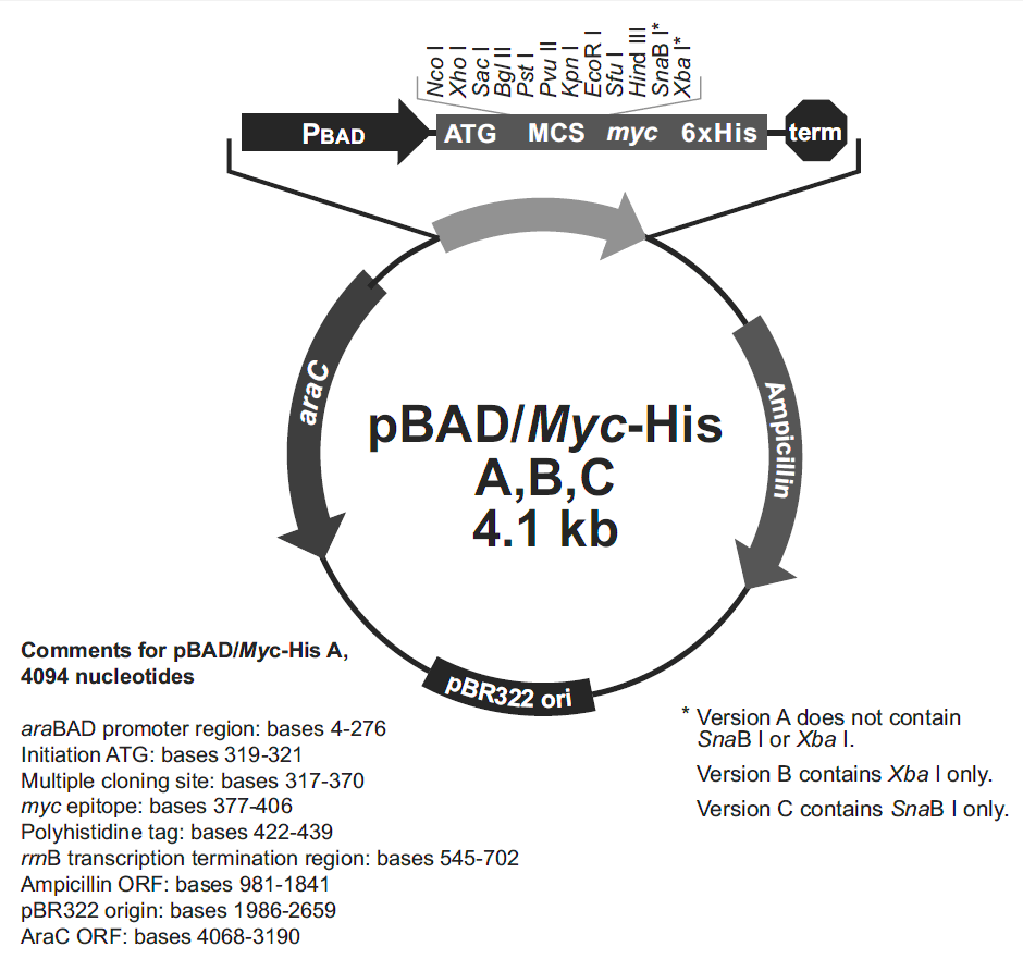 pBAD-Myc-His 载体图谱