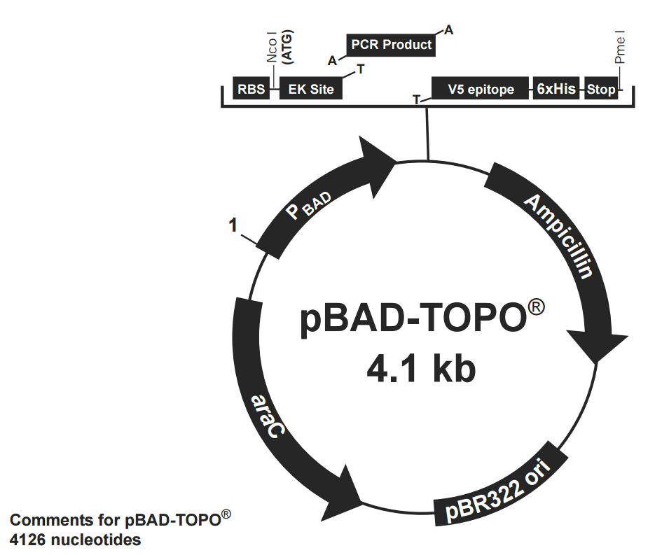 pBAD-TOPO 載體圖譜