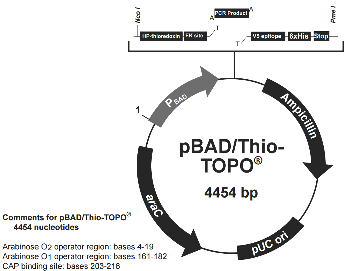 pBAD-Thio-TOPO 载体图谱