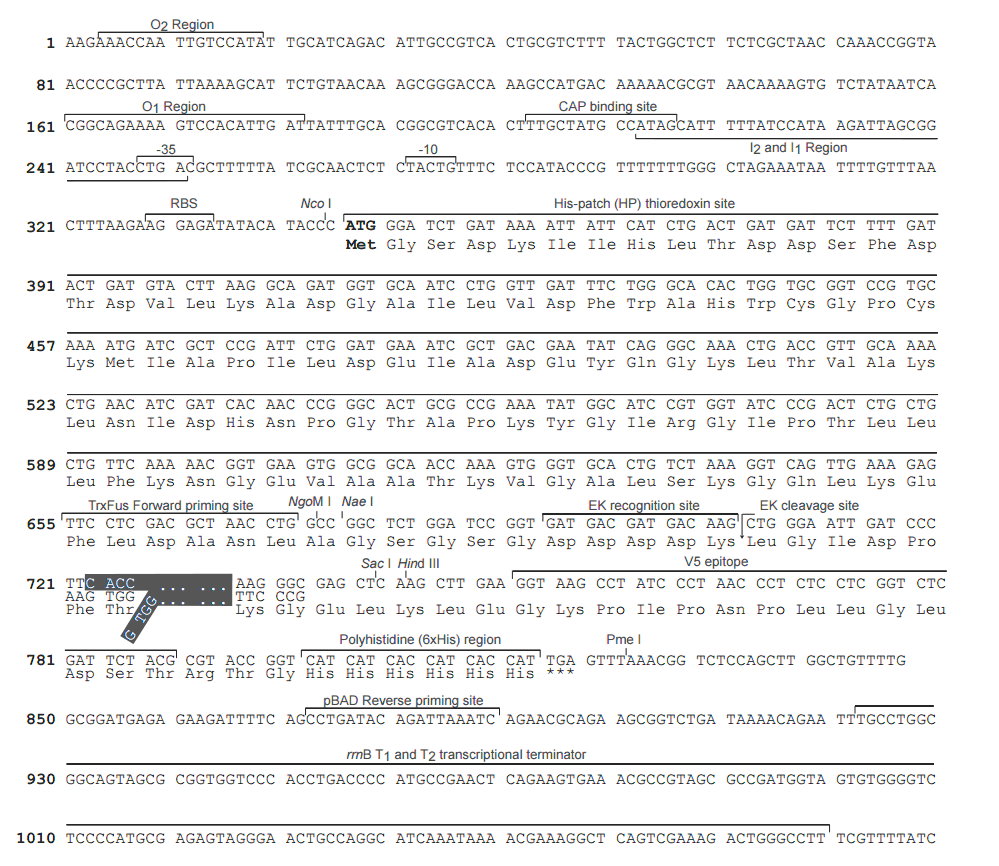 pBAD102-D-TOPO 多克隆位点