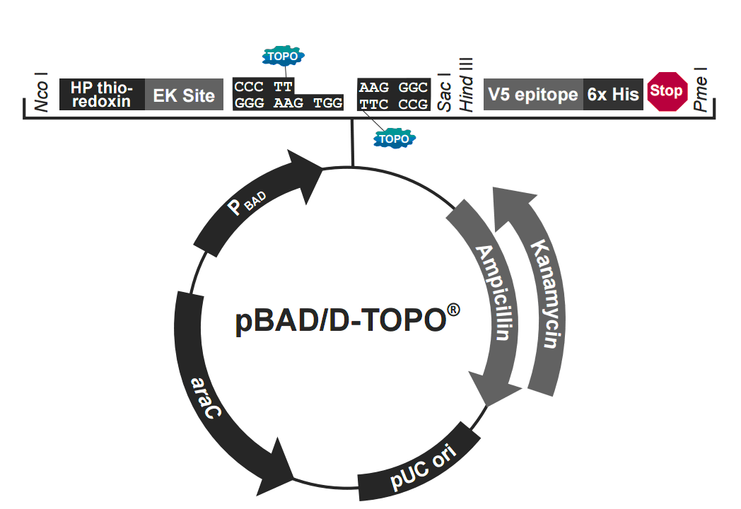 pBAD202-D-TOPO 载体图谱