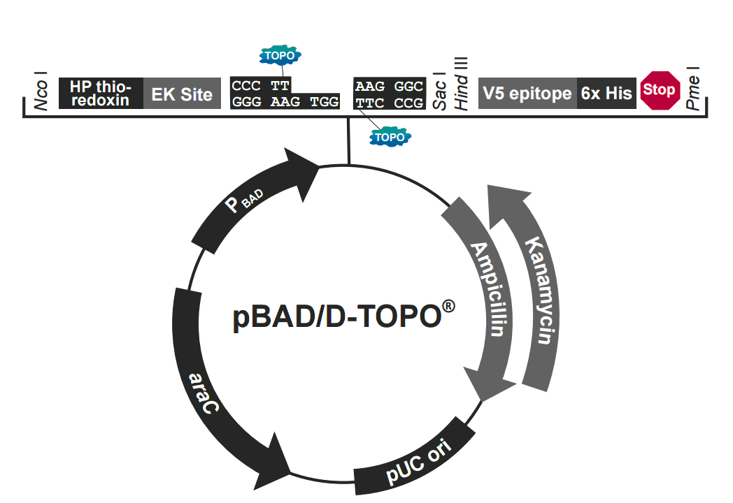 pBAD202-D-TOPO 載體圖譜