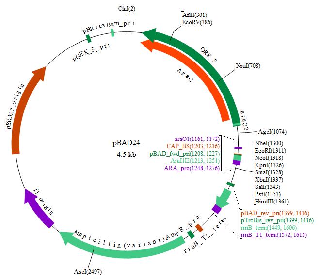 pbad24载体图谱