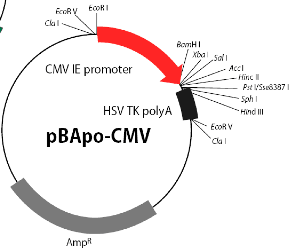 pBApo-CMV载体图谱