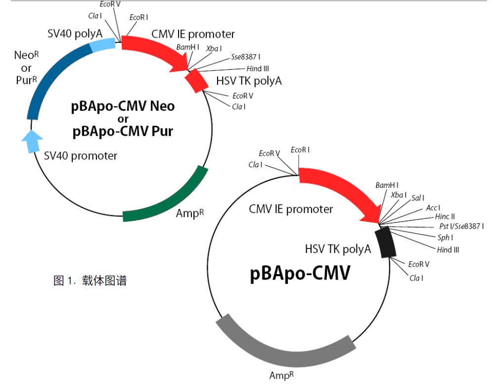 pBApo-CMV-neo载体图谱