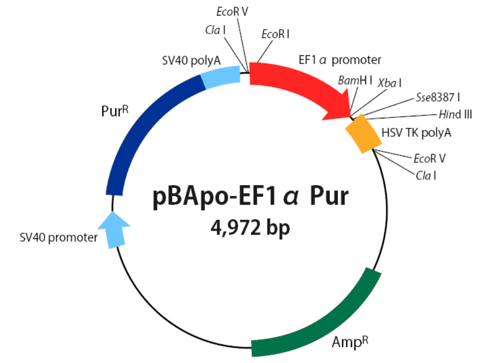 pBApo-EF1α-pur载体图谱