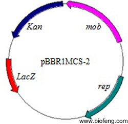 pBBR1MCS-2载体图谱