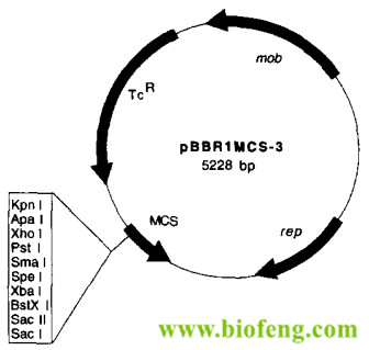 pBBRMCS3载体图谱