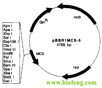 pBBR1MCS-5载体图谱