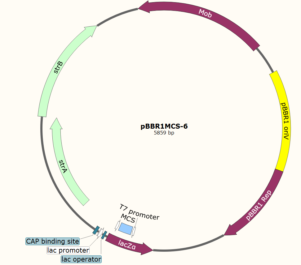 pBBR1MCS-6载体图谱