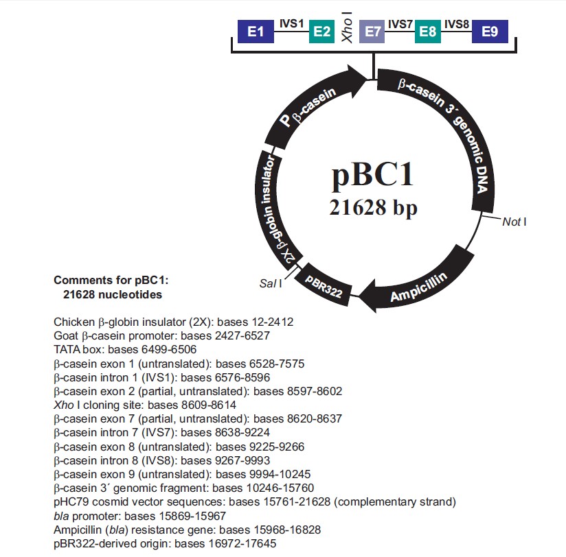 pBC1载体图谱