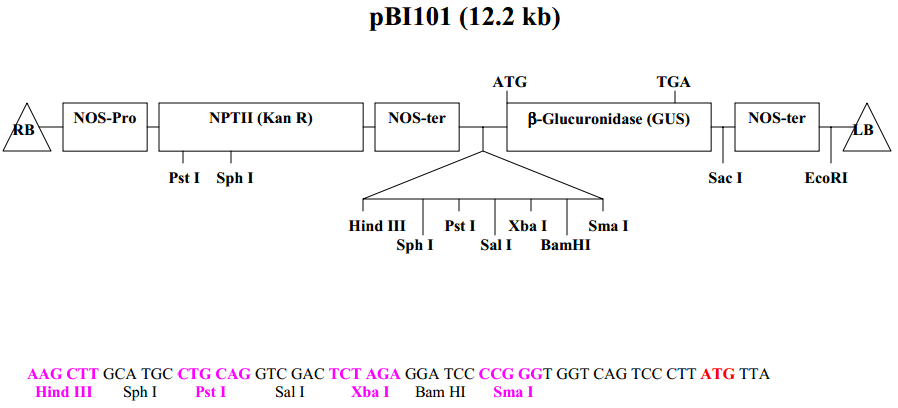 pBI101载体图谱