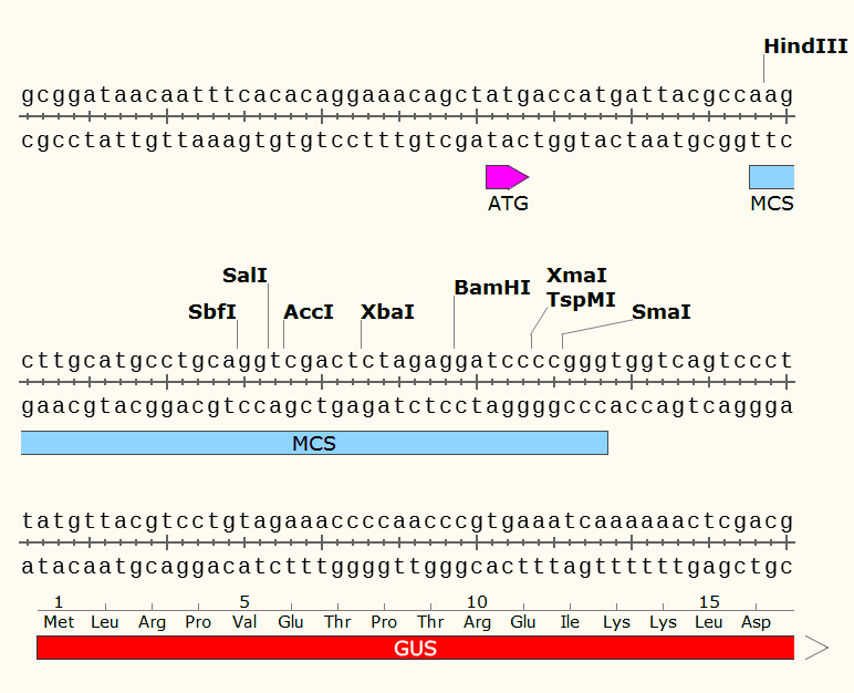 pBI101-T-DNA 多克隆位點