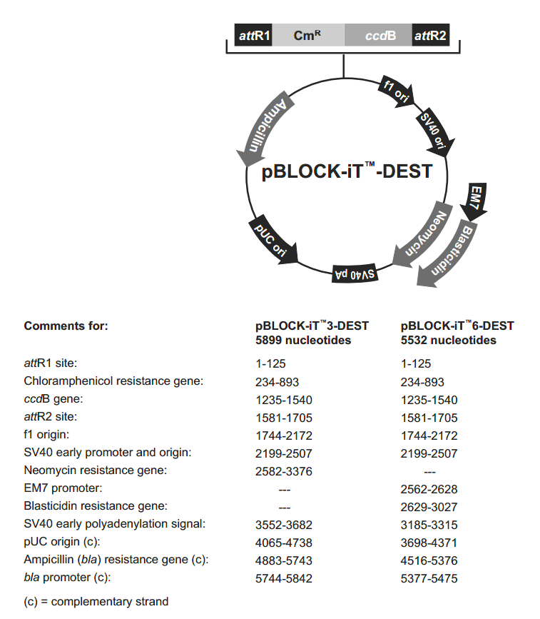 pBLOCK-iT6-DEST载体图谱