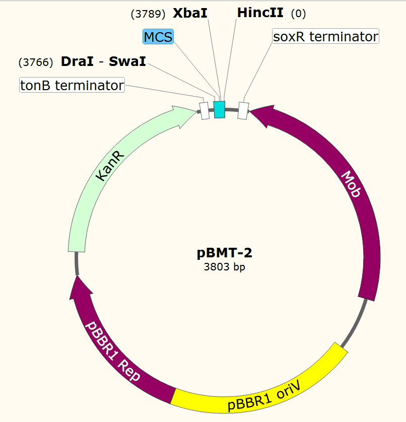 pBMT-2载体图谱