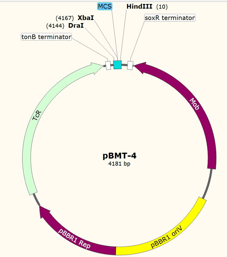 pBMT-4载体图谱